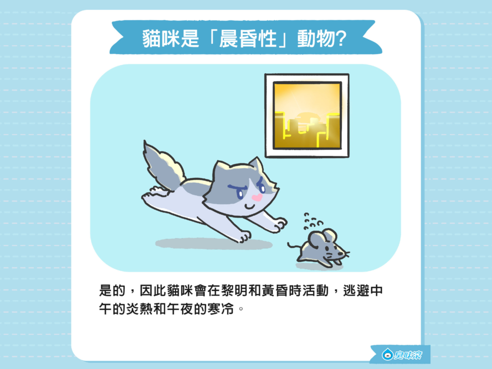 貓咪是「晨昏性」動物